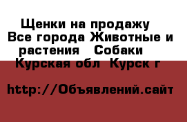 Щенки на продажу - Все города Животные и растения » Собаки   . Курская обл.,Курск г.
